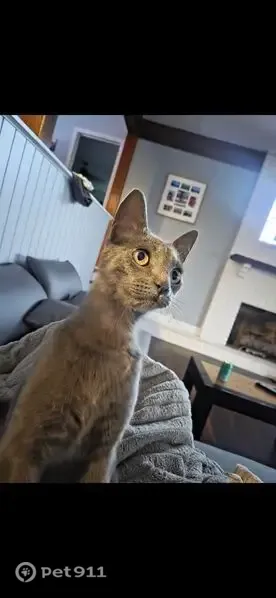 Lost cat, Hogan Road, 8184, Jacksonville — female, 8 lbs - photo