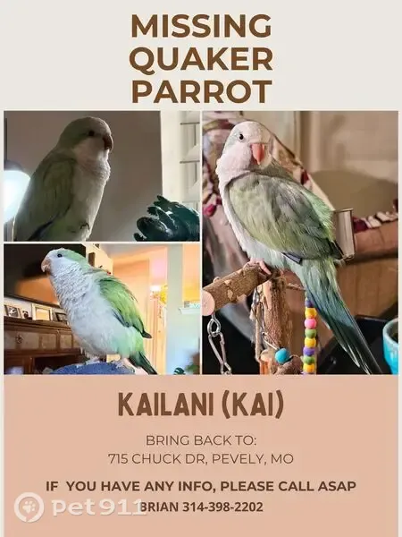 Lost bird, Chuck Drive, 715, Pevely, Arlington — female - photo