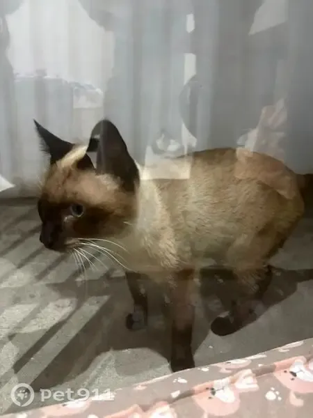 Encontrado gato macho, Rua Vereador Osvaldo do Nascimento, 420, Aracaré (Itaquaquecetuba) - pequeno e carinhoso - photo