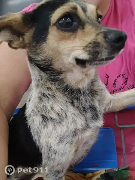 Found dog, Jackson 1, 3509, Bradford, Arlington - female blue heeler mix - photo