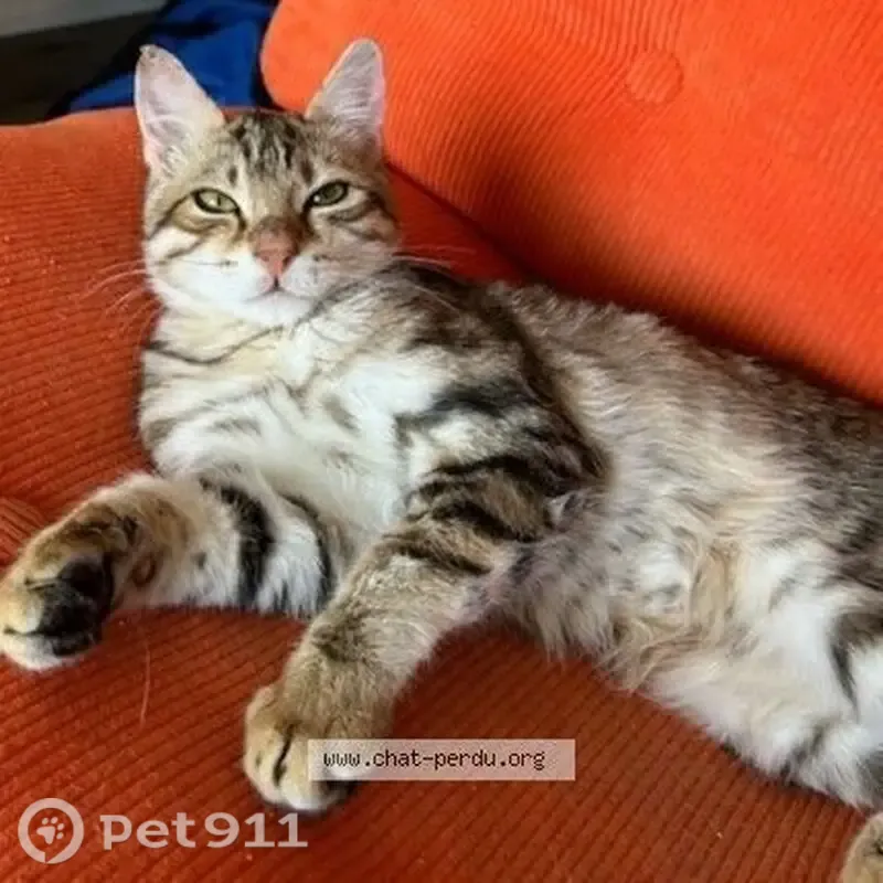 Chat perdu mâle, Cours Mirabeau, 5bis, Narbonne - 8 mois, sous traitement épileptique - photo
