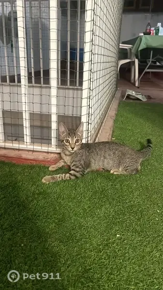 Encontrado gato macho, Carrer Juan XXIII, 20, Quart de Poblet - pequeño y atigrado - photo