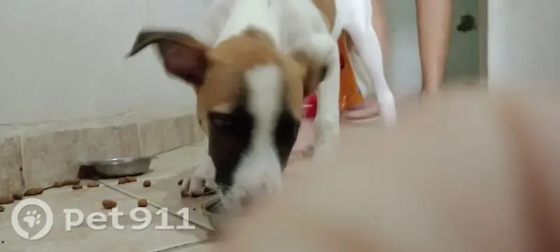 Encontrado cachorro macho, Rua Vereador Luiz de Carvalho Costa, Paraíba - pequeno, branco com manchas marrons - photo