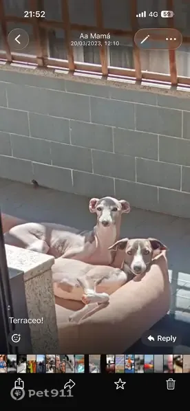 Perdido perro macho, Rúa Taboada Leal, 31, Vigo - lleva un abrigo color crema - photo