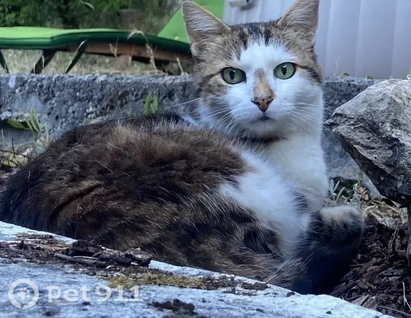 Chat perdu mâle, Route de Narbonne, 390, Saint-Martin-le-Vinoux - tigré, yeux verts - photo