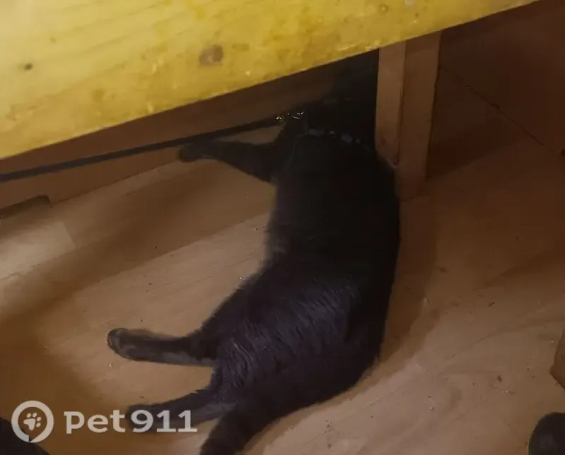 Chat perdu, Erstein - mâle, gris tigré, yeux vert jaune - photo
