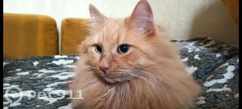Зникла кішка, Новомостицька вулиця, Київ — рудий кіт у блакитній шлеї - photo