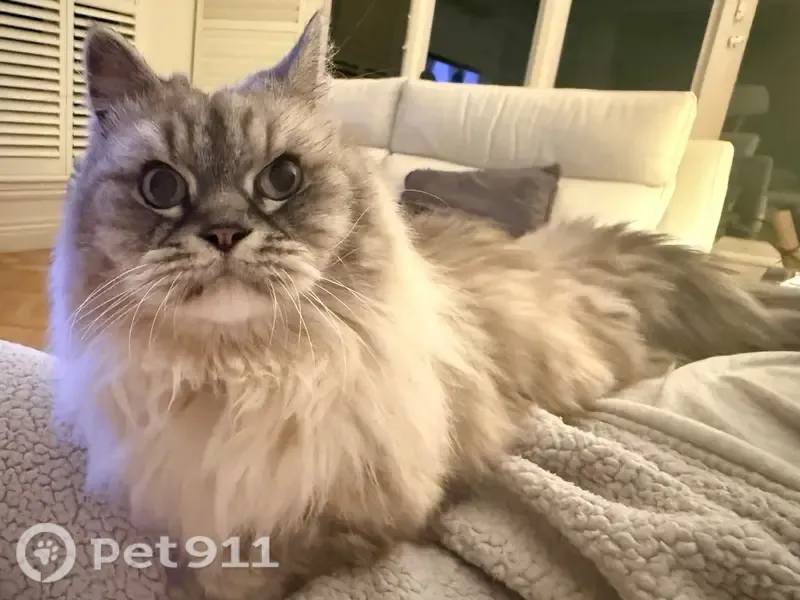 Lost cat, Marriage Road, Bayside, Melbourne — ragdoll-like face, very short legs - photo