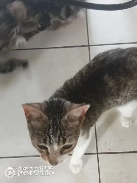 Chat perdu femelle, Les Abrets en Dauphiné, Paris - tigrée avec une tache blanche au dos en forme de trait - photo