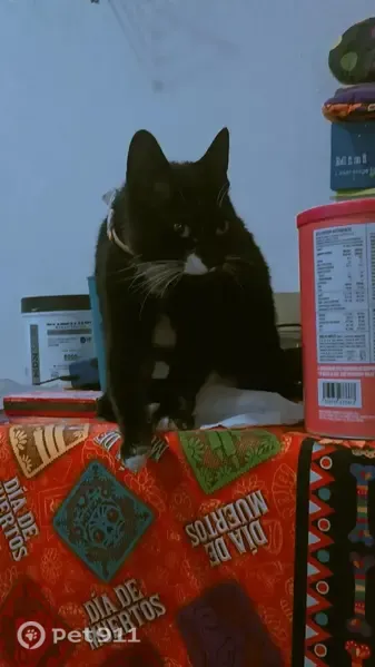 Perdido gato hembra, Torre Unión, 6, Cuautitlán Izcalli - blanca y negra, ojos verdes - photo