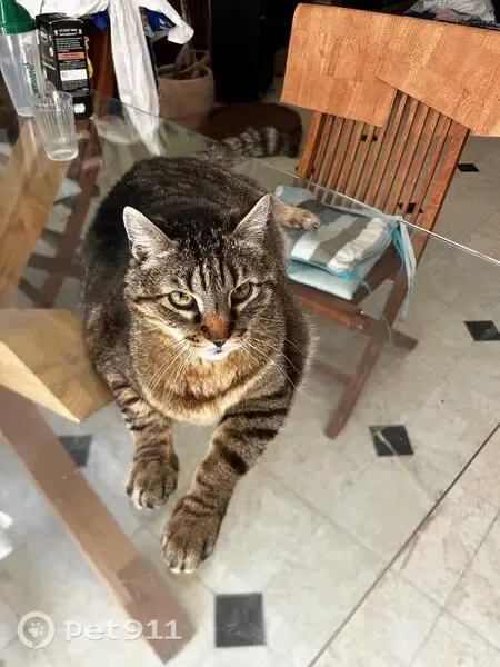 Chat perdu mâle, Rue de Calais, 70, Saint-Martin-lez-Tatinghem, Saint-Martin-au-Laërt - tigré noir et gris - photo