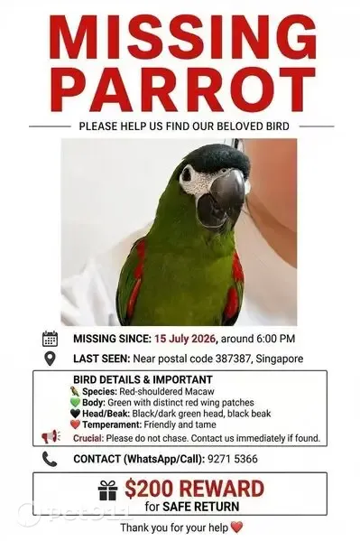 Lost bird, Sims Drive, 4, Hougang - startled and flew out - photo