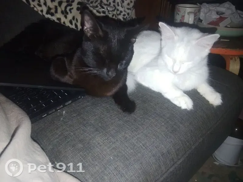 Lost cat, Gainsborough Street, 44, Brisbane - black all over, very loud cry - photo
