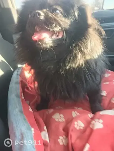 Lost dog, Benoni, Gauteng, Johannesburg - black, fluffy, small - photo