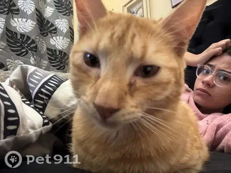 Lost cat, Cavendish Square, 37, Cape Town - ginger tabby, crooked tail - photo