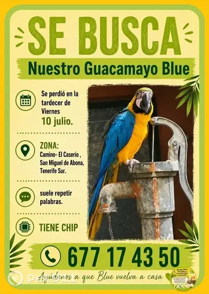 Perdida ave, Calle Camino La Hoya, San Miguel de Abona, Arona - alas azules, cuerpo amarillo y cabeza verde - photo