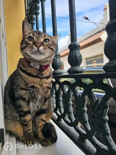 Perdido gato hembra, Calle Fenix, Los Gallos-Cerromolino, Chiclana de la Frontera - lleva collar rosa con su nombre - photo