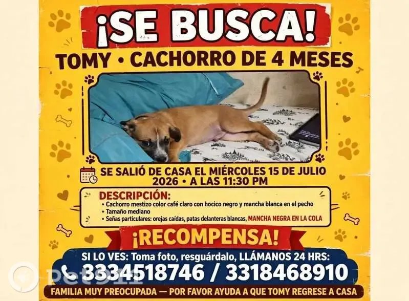 Perdido perro masculino, Calle Ramón Blancarte, 49a, Tlaquepaque - cachorro de 4 meses - photo