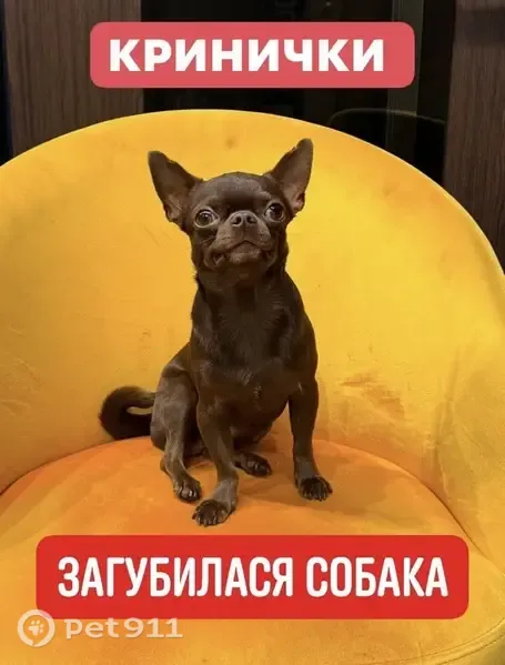 Зникла собака, Набережна вулиця, Кринички, Кринички — весь коричневий, з білим підборіддям - photo