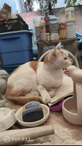 Perdido gato macho, Calle Justo Sierra, MZ96 LT1144, Ciudad de México, Iztapalapa — responde al nombre de Kiro - photo