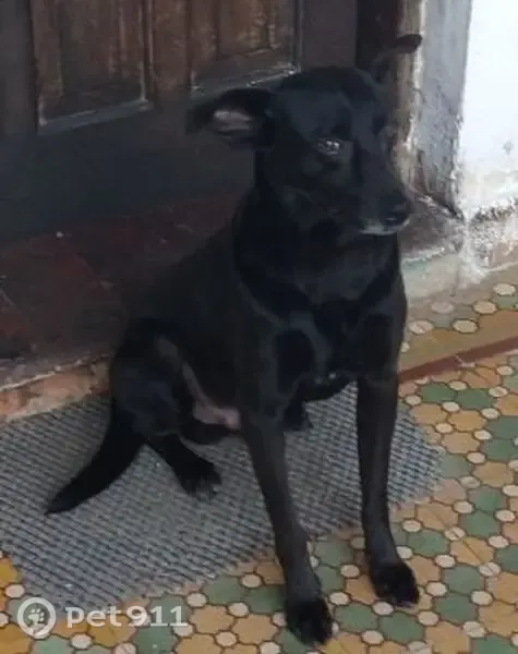 Perdido cachorro macho, Rua Doutor Oliveira Arruda, São Paulo - orelha esquerda murcha - photo