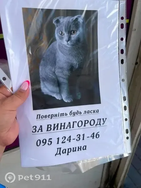 Зникла кішка, проспект Червоної Калини, 32-Г, Погреби — відчинені двері в квартирі - photo