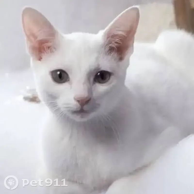 Chat perdu mâle, Rue Blaise Pascal, 1, Périgueux - photo