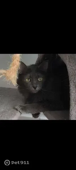 Perdido gato hembra, Calle de José María Lacarra de Miguel, 20, Zaragoza — pelo largo gris - photo