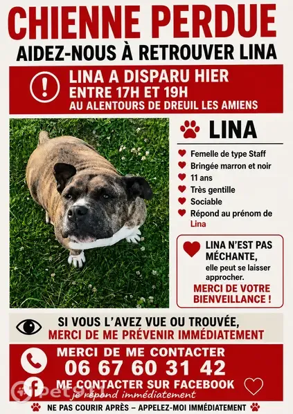 Chien perdu, Chemin de Dreuil, 498, Amiens - femelle bringée marron et noire - photo