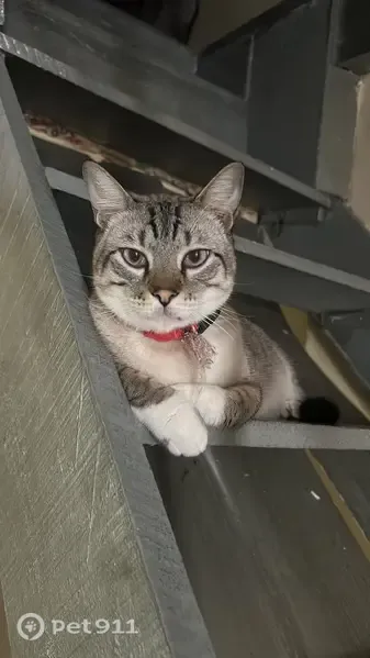 Perdido gato macho, Avenida Engenheiro Pinto Martins, São Paulo - olhos azuis e manhoso - photo
