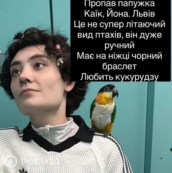 Зникла собака, Кирилівська вулиця, 11, Львів - photo
