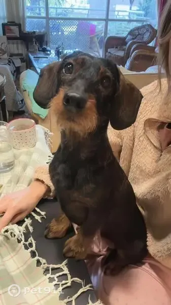 Perdido perro hembra, Lugar Cans, 3, Porto do Son, Santa Uxia de Ribeira — teckel de pelo grueso negro y marrón - photo