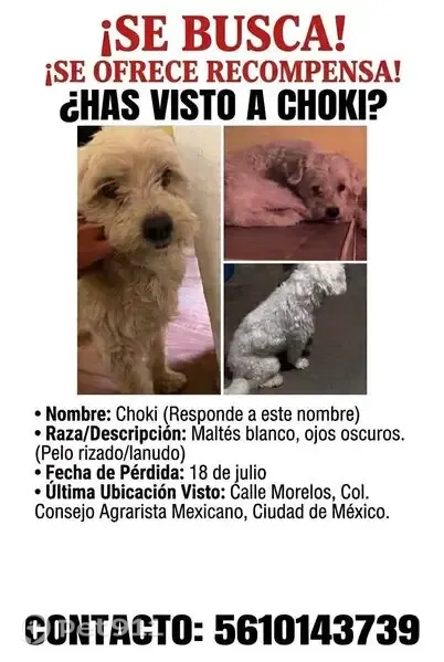 Perdido perro masculino, Avenida José López Portillo, 10, Iztapalapa - blanco, dócil y muy temeroso - photo