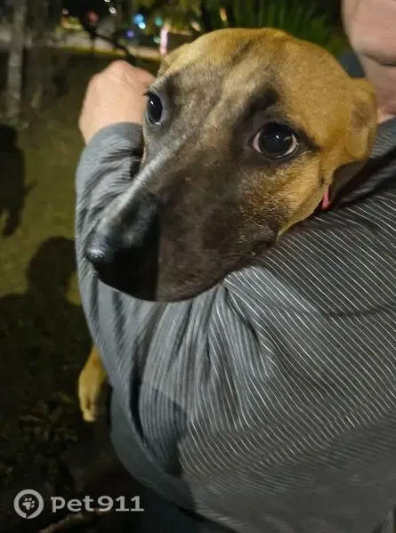 Encontrado cachorro, Rua São Pio X, Paraná - filhote cor caramelo com coleira rosa pink - photo