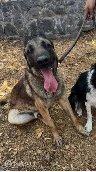 Perdido perro masculino, Callejón de las flores, 12, Iztapalapa - con collar verde militar y lesión en las orejitas - photo