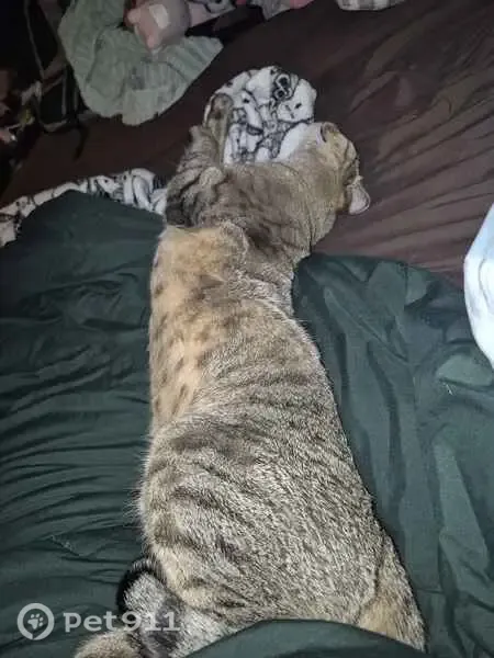 Lost cat, South Xanadu Way, 2419, Aurora - male, grey and black tabby - photo