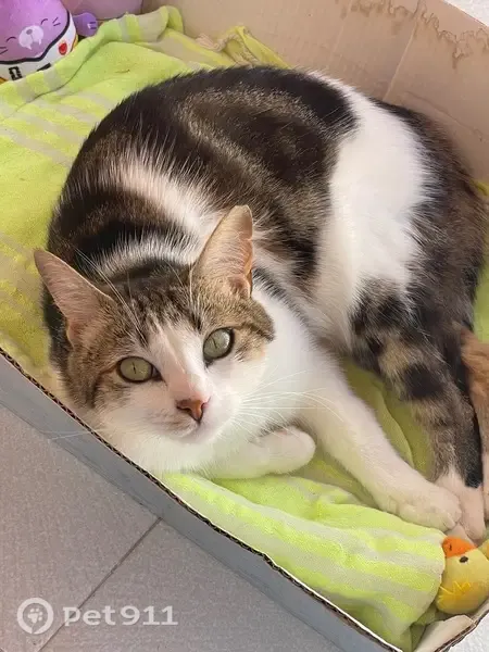 Perdido gato hembra, Calle Subida Taucho, 84, Adeje - blanca y atigrada, ojos verdes - photo