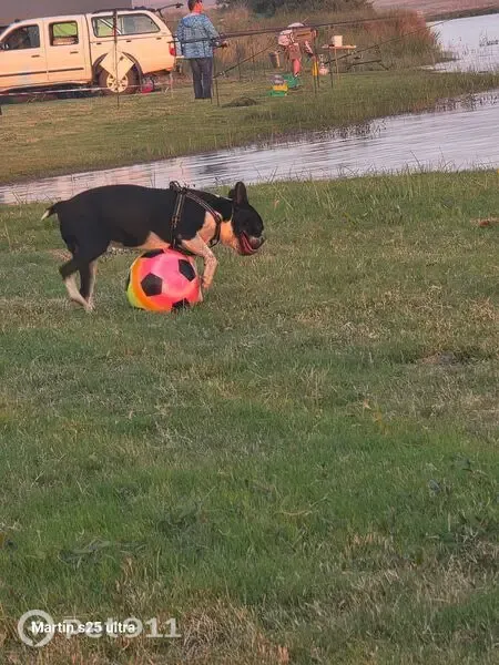 Lost dog, Bencor Road, Benoni, Riverlea — male - photo
