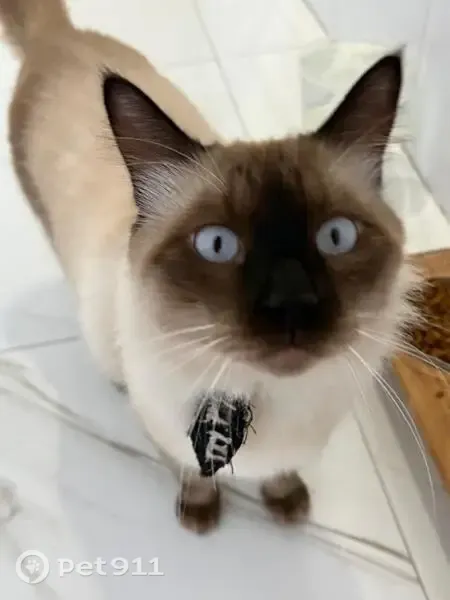 Perdido gato macho, Rua Afonso Ruy, 219 - siamês com gravatinha preta - photo