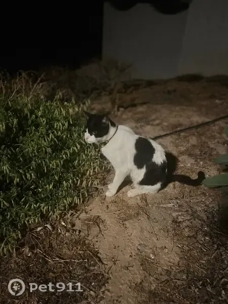 Encontrado gato, Calle la Calilla, 528-540, San José, Pozuelo de Alarcon - con collar y desorientado - photo