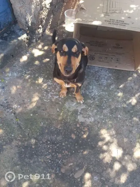 Encontrado cachorro fêmea, Rua Elisa Mota, Minas Gerais - porte pequeno e coleira marrom - photo
