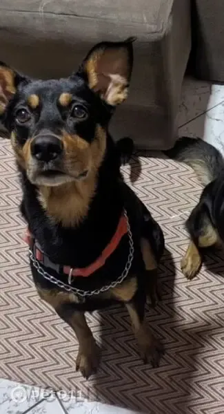 Perdido cachorro macho, Rua Waldyr Meireles, Espírito Santo — dois cães inseparáveis - photo