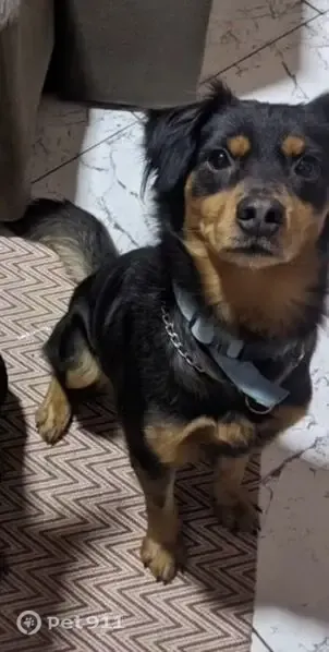 Perdido cachorro macho, Rua Waldyr Meireles, Espírito Santo - dois cães inseparáveis - photo