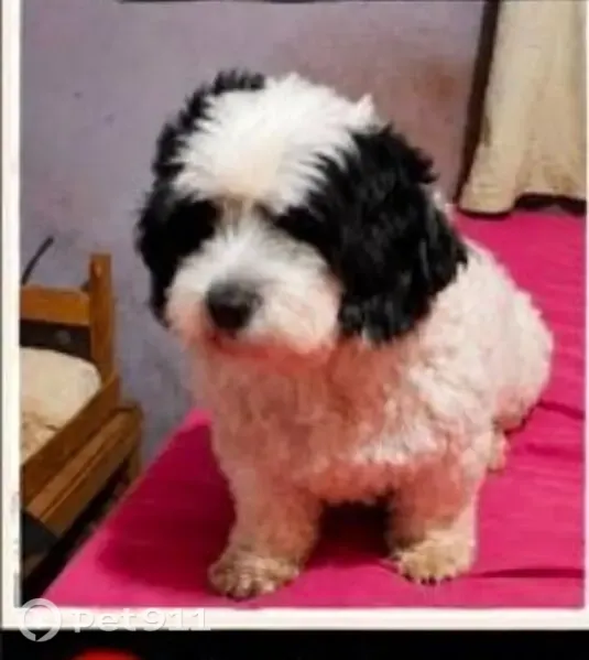 Perdido cachorro macho, Rua Brilhantina, 37 — orelhas pretas e corpo branco - photo