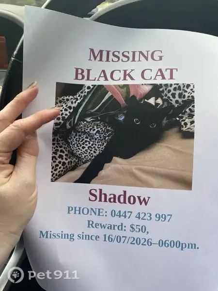 Lost cat, Cadmium Street, 17, Rockingham, Mandurah — female black short-haired cat - photo