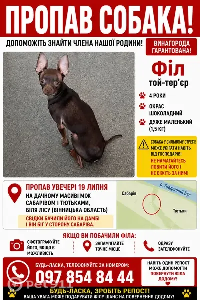 Зникла собака, Культура, Тютьки — дуже маленький той-тер’єр Філ - photo