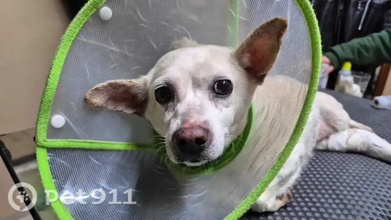 Encontrado cachorro fêmea na Avenida Barão de Mauá, 1109, Mauá — branquinha, médio porte - photo