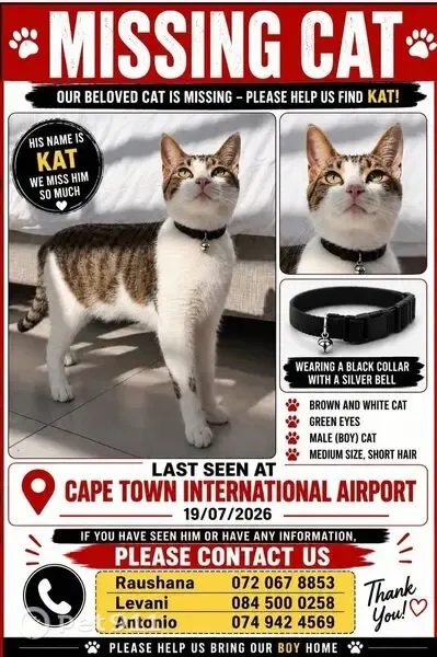 Lost cat, Cape Town International Airport, Johannesburg - brown with a brown mark on his paws - photo