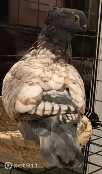 Lost bird, Hampton Drive, Sunnyvale - white/light grey and grey/brown pigeons - photo
