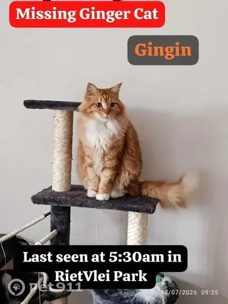 Lost cat, Donkin Avenue, 30, Cape Town - ginger male cat, microchipped - photo
